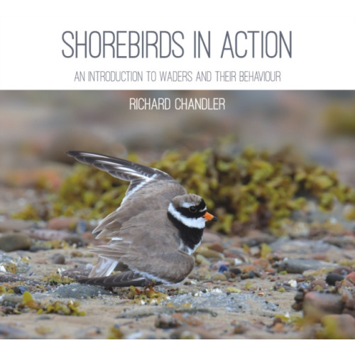 Whittles Publishing Shorebirds in Action (häftad, eng)