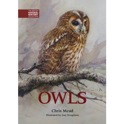 Whittet Books Ltd Owls (inbunden, eng)