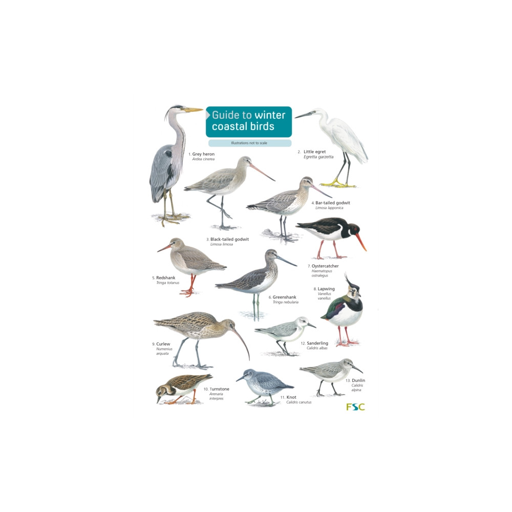 Produktbild för Guide to winter coastal birds (häftad, eng)