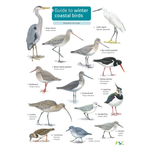 Field Studies Council Guide to winter coastal birds (häftad, eng)