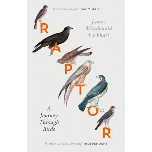 HarperCollins Publishers Raptor (häftad, eng)