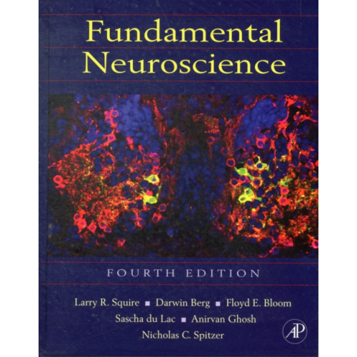 Elsevier Science Publishing Co Inc Fundamental Neuroscience (inbunden, eng)