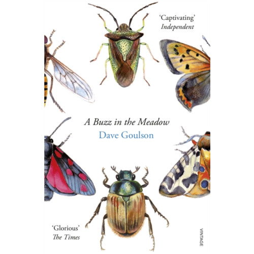 Vintage Publishing A Buzz in the Meadow (häftad, eng)