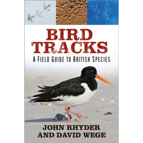 The History Press Ltd Bird Tracks (häftad, eng)