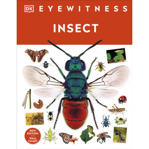 Dorling Kindersley Ltd Insect (inbunden, eng)