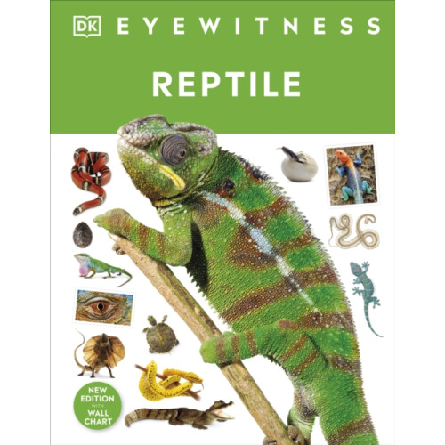 Dorling Kindersley Ltd Reptile (inbunden, eng)