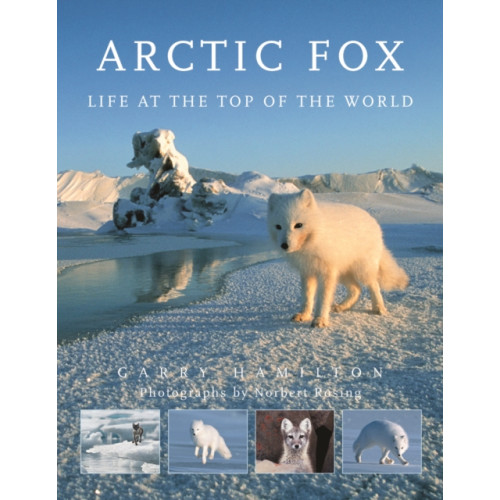 Firefly Books Ltd Arctic Fox (häftad, eng)