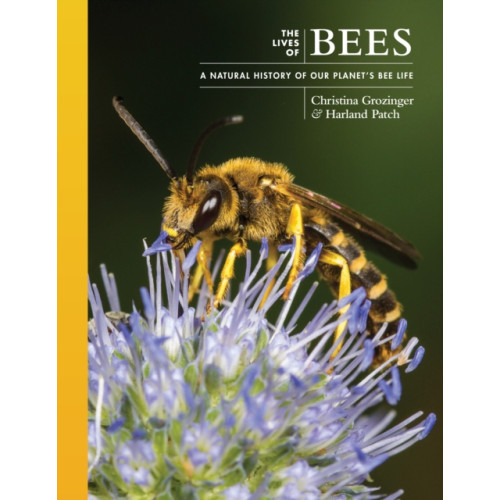 Princeton University Press The Lives of Bees (inbunden, eng)