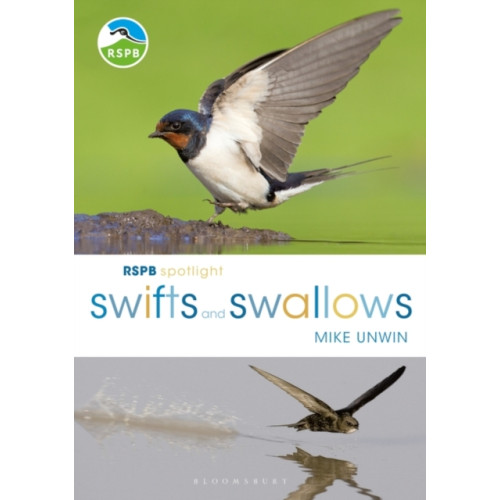 Bloomsbury Publishing PLC RSPB Spotlight Swifts and Swallows (häftad, eng)