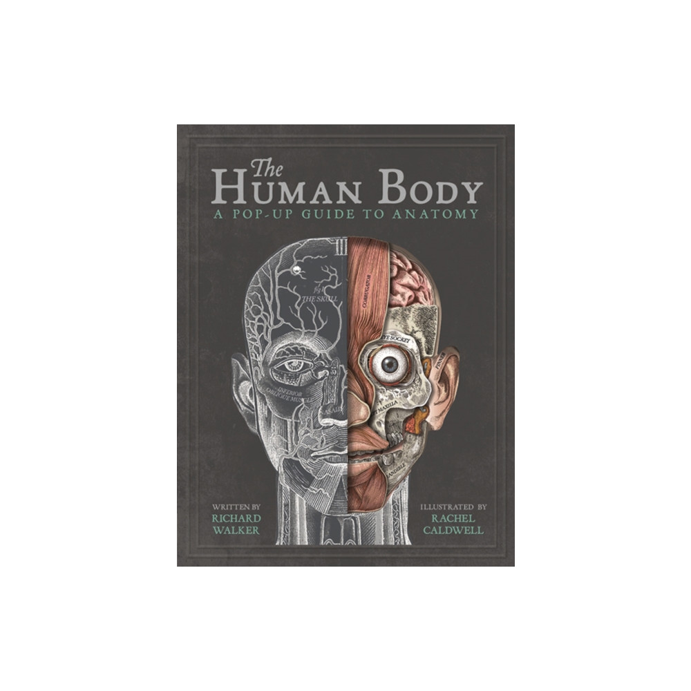 Produktbild för The Human Body (inbunden, eng)