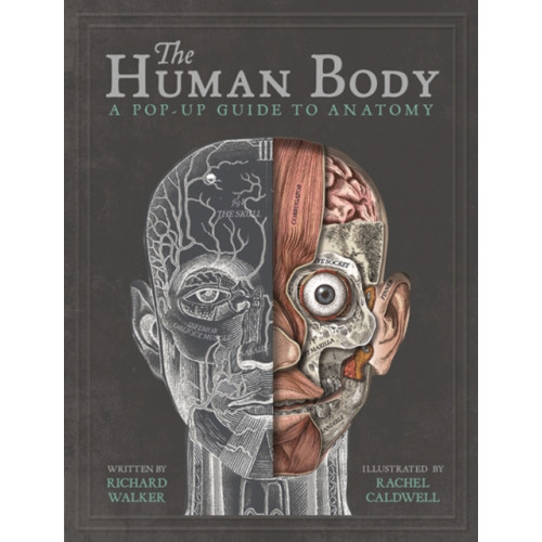 Templar Publishing The Human Body (inbunden, eng)