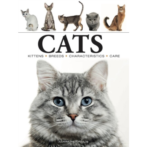 Amber Books Ltd Cats (häftad, eng)