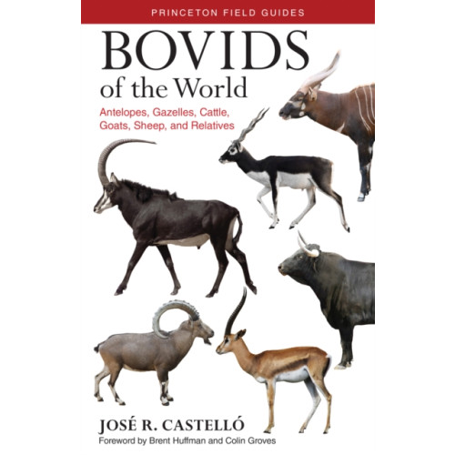 Princeton University Press Bovids of the World (häftad, eng)