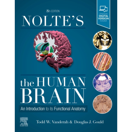 Elsevier - Health Sciences Division Nolte's The Human Brain (häftad, eng)