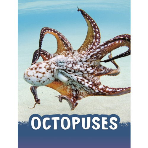 Capstone Global Library Ltd Octopuses (häftad, eng)