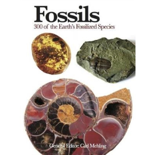 Amber Books Ltd Fossils (häftad, eng)