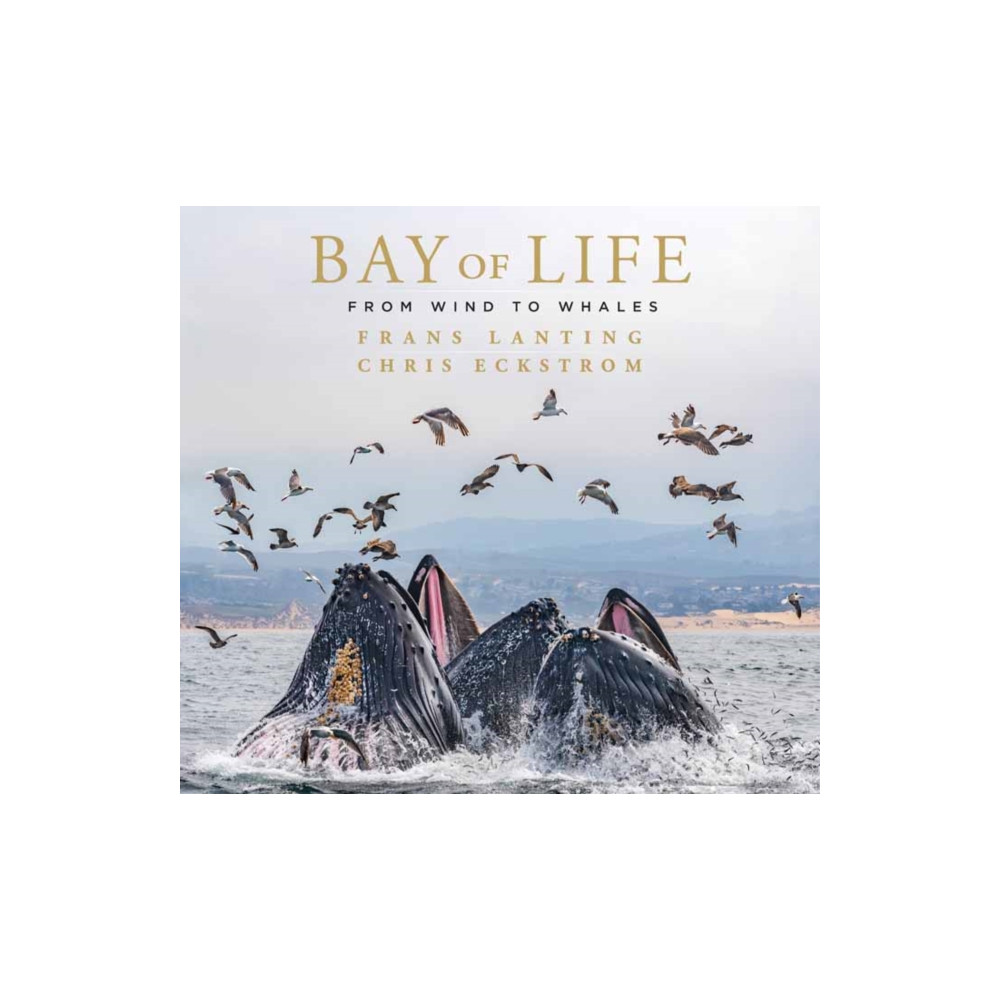 Produktbild för Bay of Life (inbunden, eng)