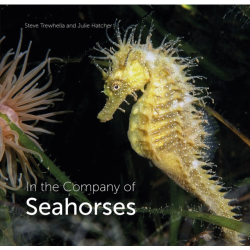 Wild Nature Press In the Company of Seahorses (inbunden, eng)