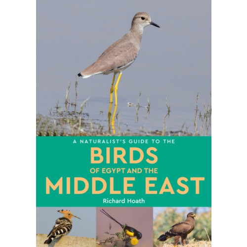 John Beaufoy Publishing Ltd A Naturalist's Guide to the Birds of Egypt and the Middle East (häftad, eng)