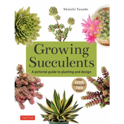 Tuttle Publishing Growing Succulents (häftad, eng)