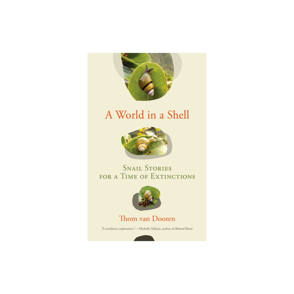 Produktbild för A World in a Shell (häftad, eng)