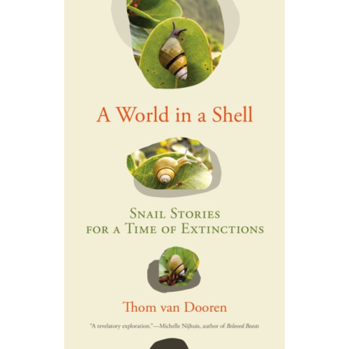 Mit press ltd A World in a Shell (häftad, eng)