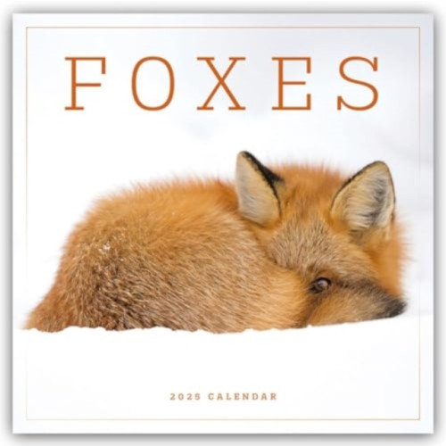 Carousel Calendars Foxes Square Wall Calendar 2025 (häftad, eng)