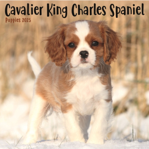 Avonside Publishing Ltd Cavalier King Charles Spaniel Puppies Square Mini Calendar 2025 (häftad, eng)