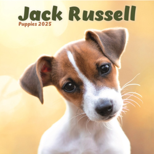 Avonside Publishing Ltd Jack Russell Puppies Square Mini Calendar 2025 (häftad, eng)