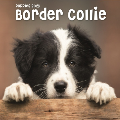 Avonside Publishing Ltd Border Collie Puppies Square Mini Calendar 2025 (häftad, eng)