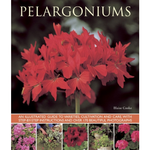 Anness publishing Pelargoniums (häftad, eng)