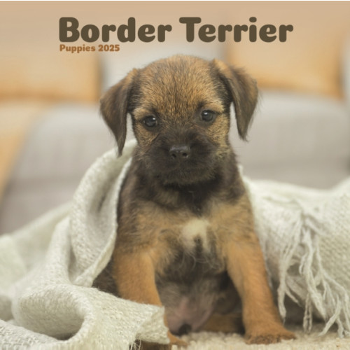 Avonside Publishing Ltd Border Terrier Puppies Square Mini Calendar 2025 (häftad, eng)