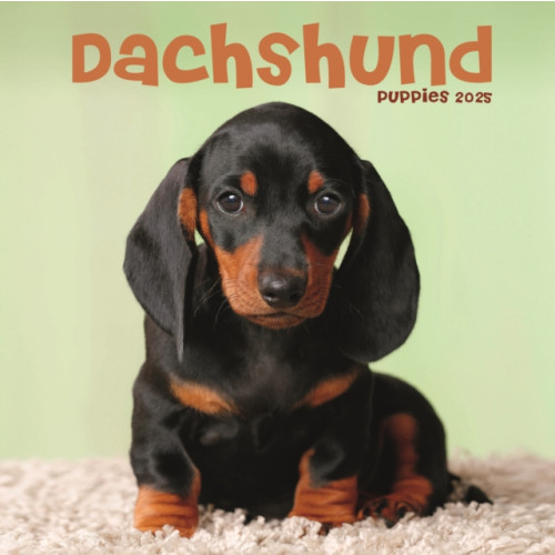 Avonside Publishing Ltd Dachshund Puppies Square Mini Calendar 2025 (häftad, eng)