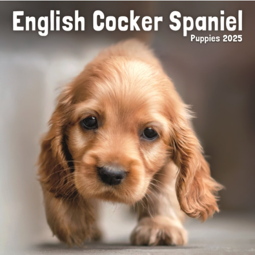 Avonside Publishing Ltd English Cocker Spaniel Puppies Square Mini Calendar 2025 (häftad, eng)