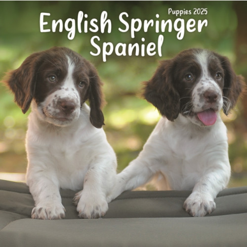 Avonside Publishing Ltd English Springer Spaniel Puppies Square Mini Calendar 2025 (häftad, eng)