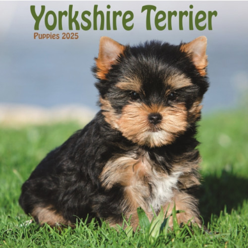 Avonside Publishing Ltd Yorkshire Terrier Puppies Square Mini Calendar 2025 (häftad, eng)