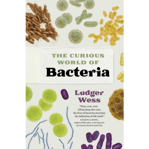 Greystone Books,Canada The Curious World of Bacteria (inbunden, eng)