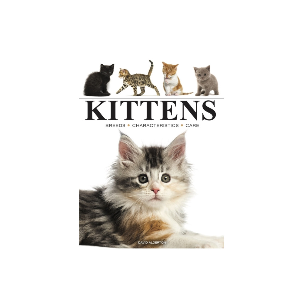 Produktbild för Kittens (häftad, eng)