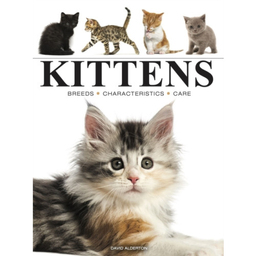 Amber Books Ltd Kittens (häftad, eng)