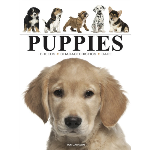 Amber Books Ltd Puppies (häftad, eng)