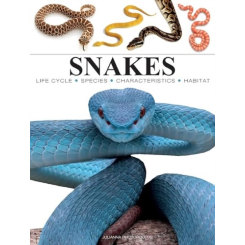 Amber Books Ltd Snakes (häftad, eng)