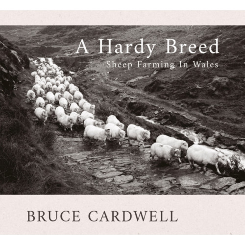Poetry Wales Press A Hardy Breed (häftad, eng)