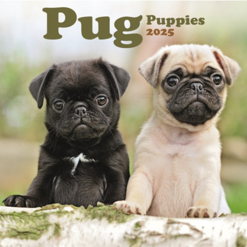 Avonside Publishing Ltd Pug Puppies Square Mini Calendar 2025 (häftad, eng)