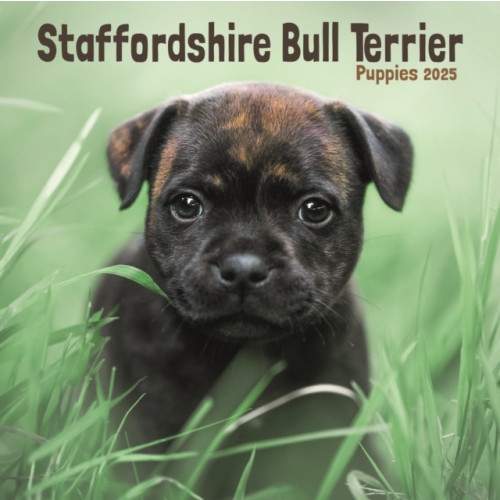 Avonside Publishing Ltd Staffordshire Bull Terrier Puppies Square Mini Calendar 2025 (häftad, eng)