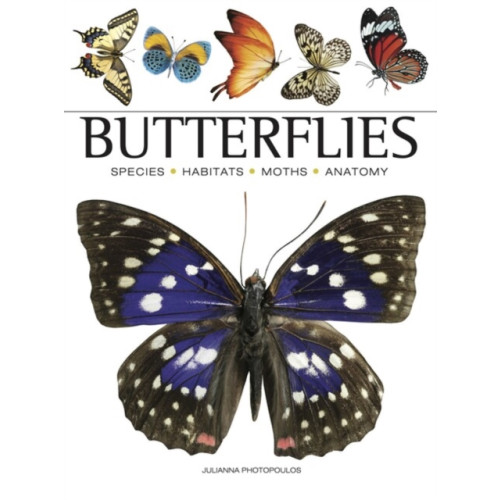 Amber Books Ltd Butterflies (häftad, eng)