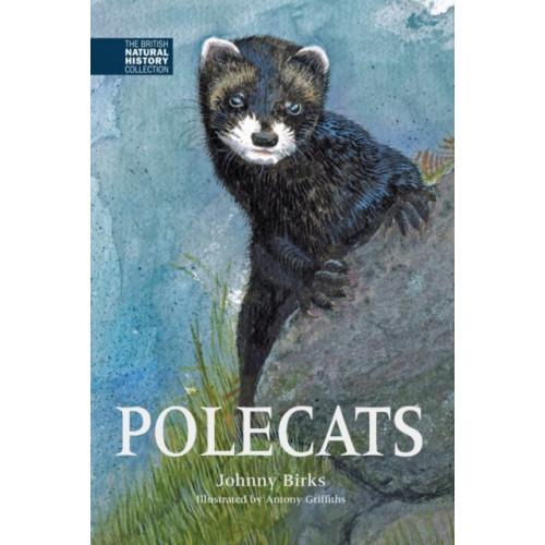 Whittet Books Ltd Polecats (inbunden, eng)