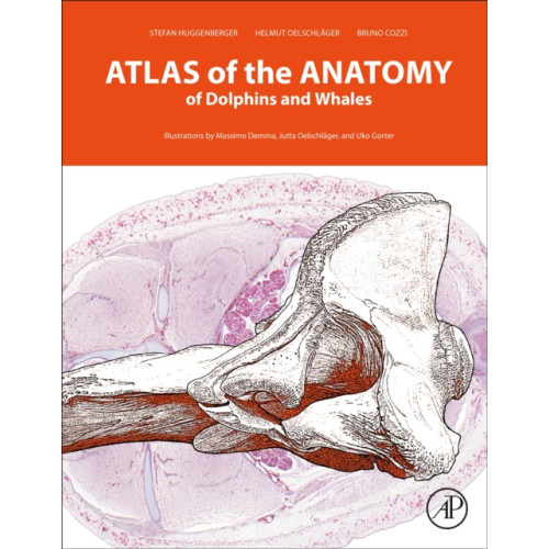 Elsevier Science Publishing Co Inc Atlas of the Anatomy of Dolphins and Whales (inbunden, eng)