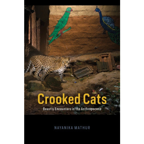 The university of chicago press Crooked Cats (häftad, eng)