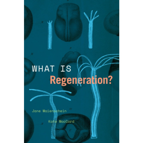 The university of chicago press What Is Regeneration? (häftad, eng)