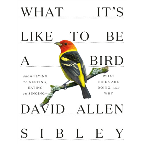 Alfred A. Knopf What It's Like to be a Bird (inbunden, eng)